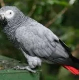 Sweet african grey parrots
