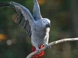 Ssf african grey parrots