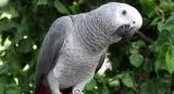 Healthy african grey parrots