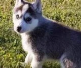 Rehoming siberian husky