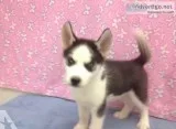 Outstanding siberian husky
