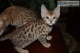 Super charming bengal kittens 
