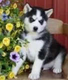 Neat siberian husky