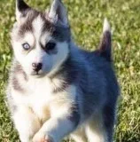 Clean siberian husky