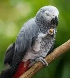 Mkjh african grey parrots