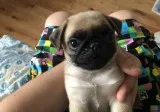 Males and females pug puppies here