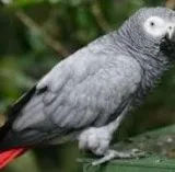 Outstanding african grey parrots