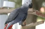 Fdf awesome african grey parrots