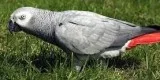Hnm african grey parrots