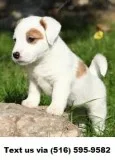 Jack russell pups for sale