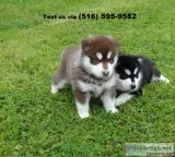 Welcoming siberian husky pups 