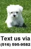 Adorable white maltese puppies