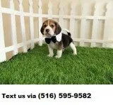Tri color beagle pups for sale