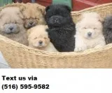 Oustanding beautiful chow chow puppies 