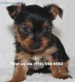Tiny teacup yorkshire terrier pups