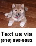 X mass shiba inu puppies for sale