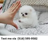 Beatiful teacup white pomeranian 