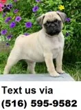 Fawn pug pups for good home