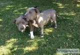 Amazing american pitbull puppies for new