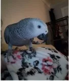 Available african grey parrots for sale