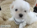 Kc tiny stunning maltese baby boys
