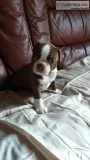 Xmas boston terrier puppies