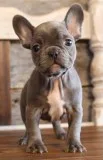 Uhj xmas french bulldog puppies 