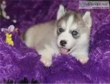Xmas siberain husky puppies