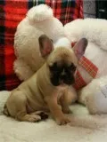Aijkhjjsje xmas french bulldog puppies