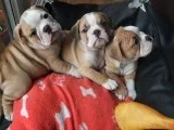 Xmas english bulldog puppies