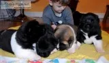 American akita puppies for sale