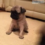 Xmas pug puppies 