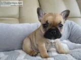 Aujsikeja christmas french bulldog