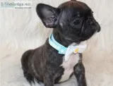 Aujse xmas french bulldog puppies