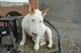 Female english bully pup