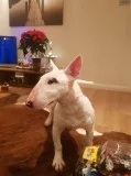 Quality litter of english bull terriers