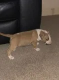 Kc reg 1 x heavyweight female red & whit