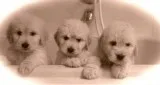 Goldendoodle puppies