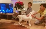 Beautiful female english bull terrier pu