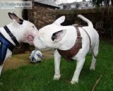 Beautiful bull terrier puppies