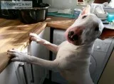 English bull terrier pups