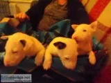 Stunning english bull terrier puppy