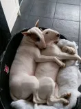 Exquisit kc reg english bull terrier pup