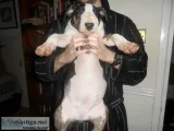 Home raise bull terrier puppies
