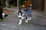 Male and female husky puppies 