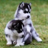Very impressive siberian husky puppies