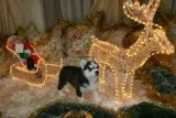 Lovely kids love husky puppies available