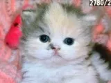 Himalayan kittens