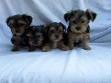 3 yorkie puppies 2 male 