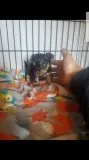  teacup yorkie puppies ready now 